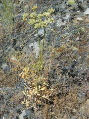 Lomatium triternatum anomalum
