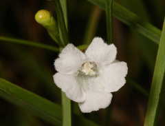 Agalinis skinneriana