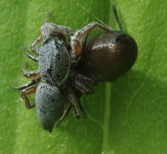 Tutelina