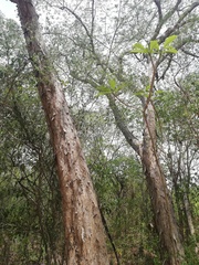 Pterocarpus acapulcensis