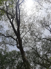 Pterocarpus acapulcensis