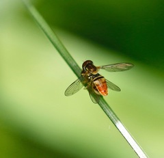 Toxomerus marginatus