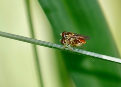 Toxomerus marginatus