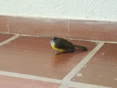 Myiothlypis coronata