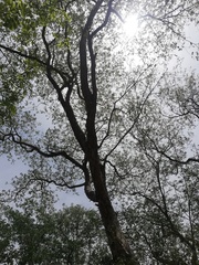 Pterocarpus acapulcensis