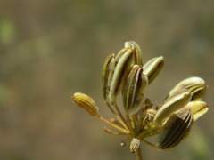 Lomatium triternatum anomalum
