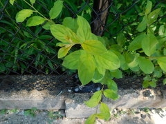 Euonymus obovatus