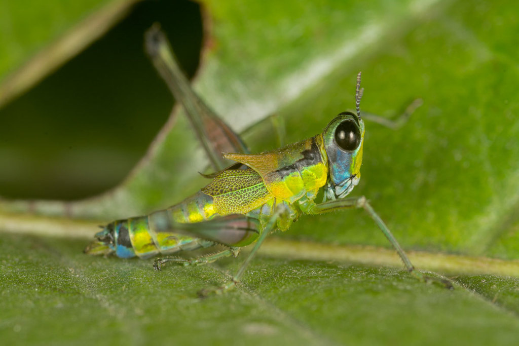 Caenomastax similis