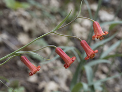 Fritillaria recurva