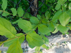 Euonymus obovatus