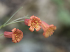 Fritillaria recurva
