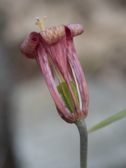 Fritillaria recurva