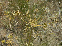 Lomatium triternatum anomalum