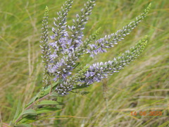 Veronica spuria
