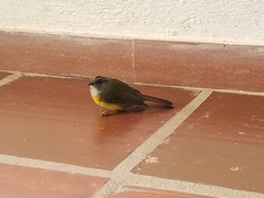 Myiothlypis coronata