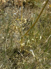 Lomatium triternatum anomalum