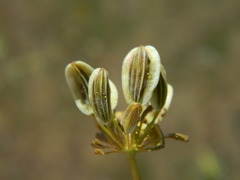 Lomatium triternatum anomalum