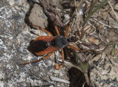 Rhynocoris ventralis