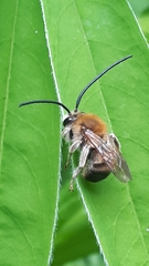 Eucera longicornis