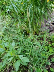 Muhlenbergia glabrifloris