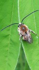Eucera longicornis
