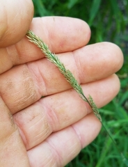 Muhlenbergia glabrifloris