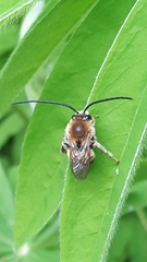 Eucera longicornis