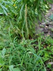 Muhlenbergia glabrifloris