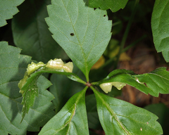 Dasineura parthenocissi