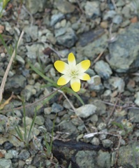 Platystemon californicus
