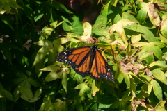 Danaus plexippus