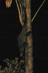 Paradoxurus musangus