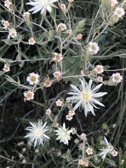 Mentzelia strictissima