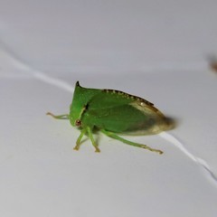 Stictocephala militaris