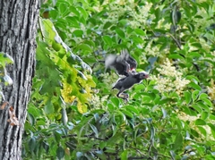 Cyanocitta cristata