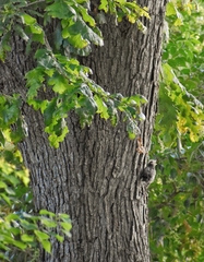 Cyanocitta cristata
