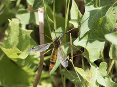 Tipula californica