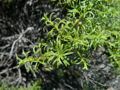 Ericameria resinosa