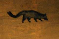 Paradoxurus musangus