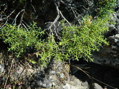 Ericameria resinosa