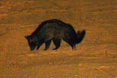 Paradoxurus musangus