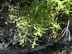 Ericameria resinosa