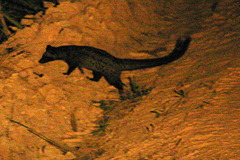 Paradoxurus musangus