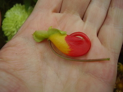Impatiens niamniamensis
