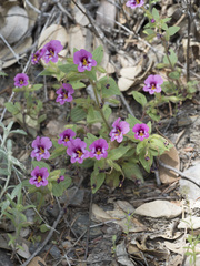 Diplacus torreyi