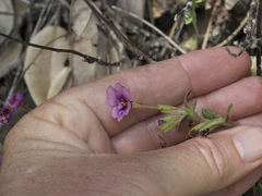 Diplacus torreyi