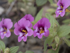 Diplacus torreyi