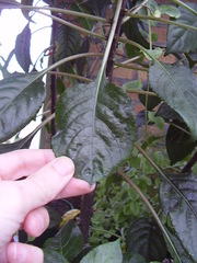Impatiens niamniamensis
