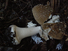 Amanita australis