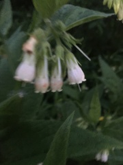 Symphytum officinale